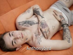 Anthonybird