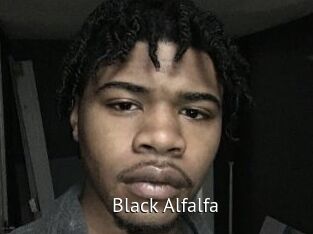 Black_Alfalfa
