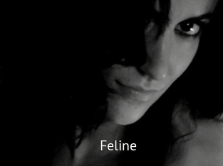 Feline