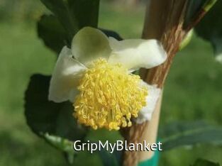 GripMyBlanket