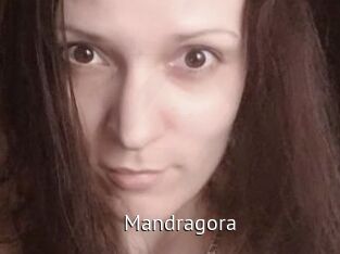 Mandragora Zizi X