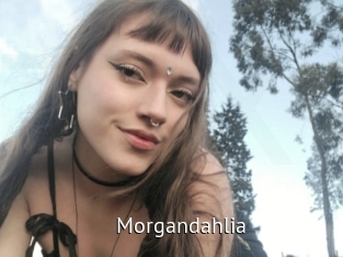 Morgandahlia