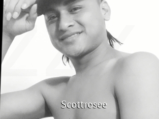 Scottrosee